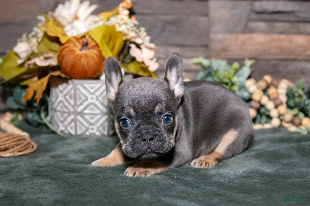 French Bulldog dogs for sale: Brutus - Ad 2