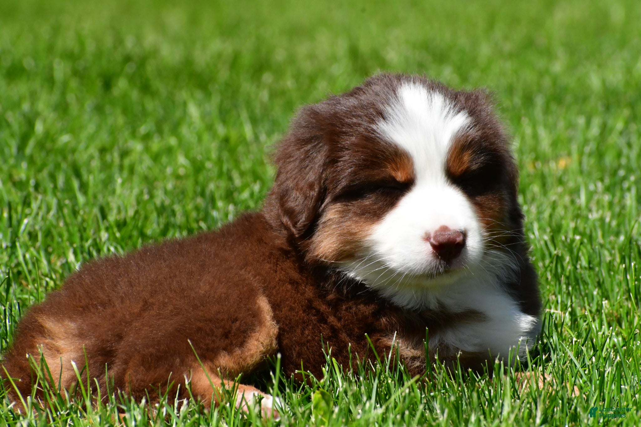 Miniature Australian Shepherd dogs for sale: Champ - Ad 5