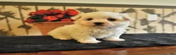 Maltese dogs for sale: Angela - Ad 5