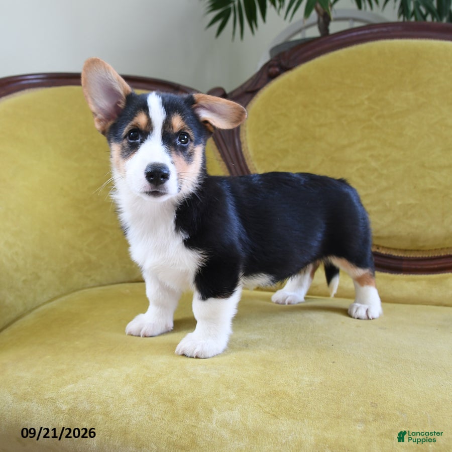 Welsh Corgi Pembroke dogs Christina - Ad 1