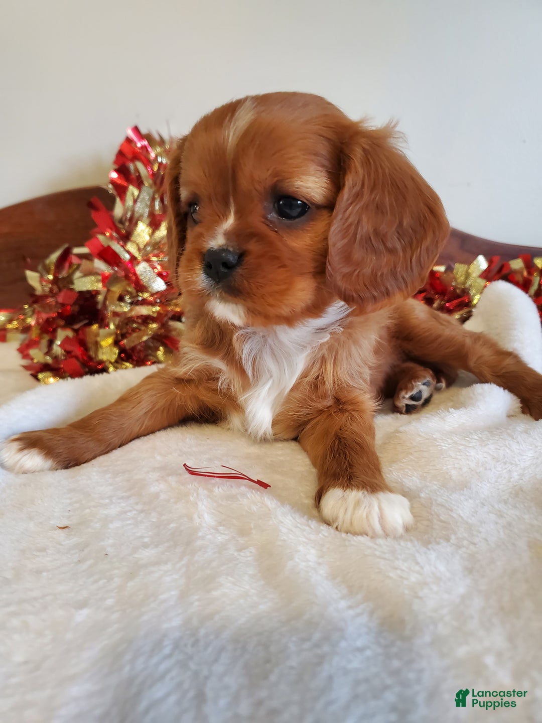 Cavalier King Charles Spaniel dogs for sale: GINGER - Ad 4