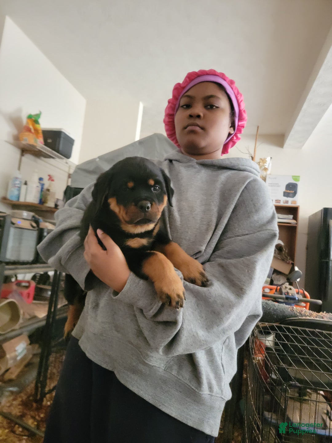 Rottweiler dogs for sale: Rottweiler Puppy 4 - Ad 1