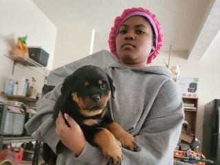 Rottweiler dogs Rottweiler Puppy 4 - Ad 3