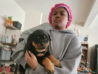 Rottweiler dogs Rottweiler Puppy 4 - Ad 1