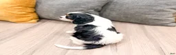 Cavalier King Charles Spaniel dogs for sale: Dexter - Ad 5