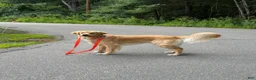 Golden Retriever dogs for sale: Golden Retriever 1 - Ad 7