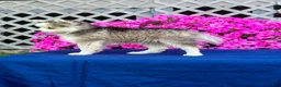Pomsky dogs for sale: Rascal  - Ad 11