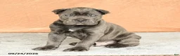 Cane Corso dogs for sale: Rocco - Ad 5