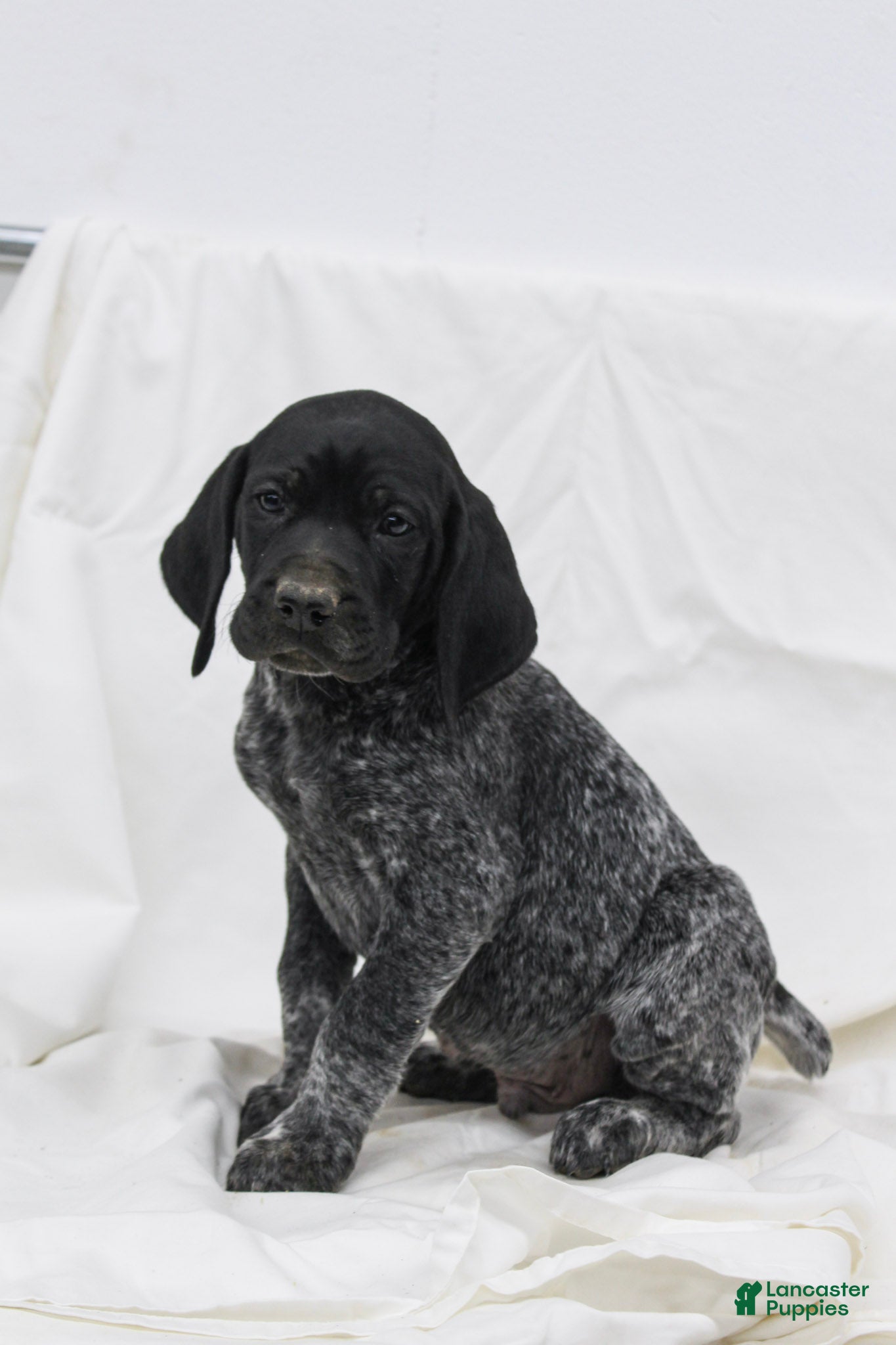 German Shorthaired Pointer dogs Remi - Ad 25