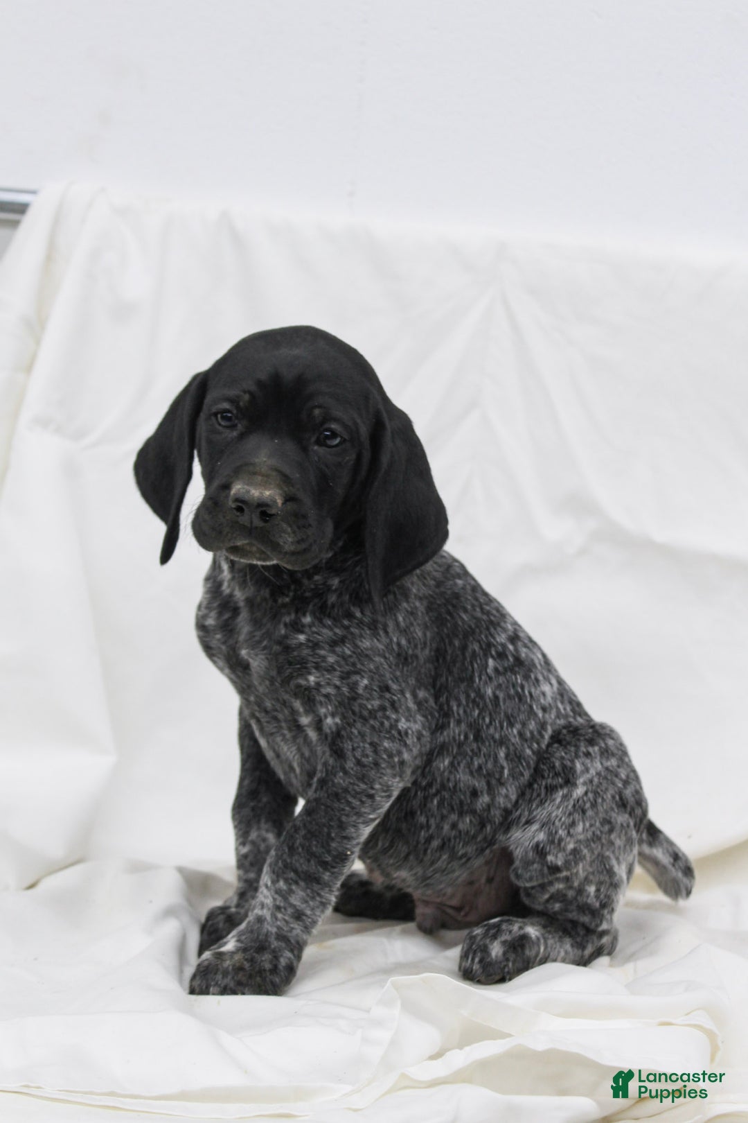 German Shorthaired Pointer dogs for sale: Remi - Ad 1