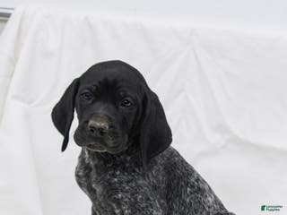 German Shorthaired Pointer dogs Remi - Ad 25