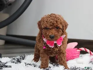 Bichpoo dogs Tracey - Ad 2