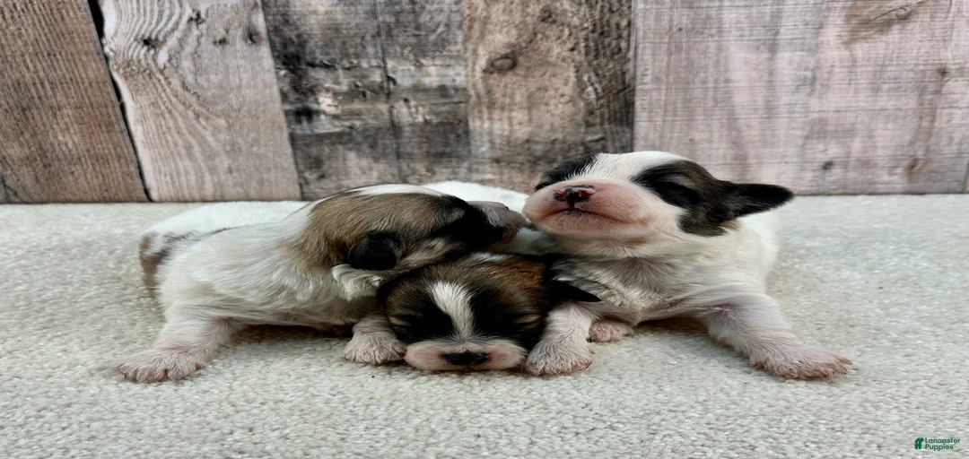 Gallery Image {{count}}