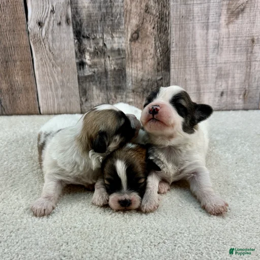 Gallery Image {{count}}