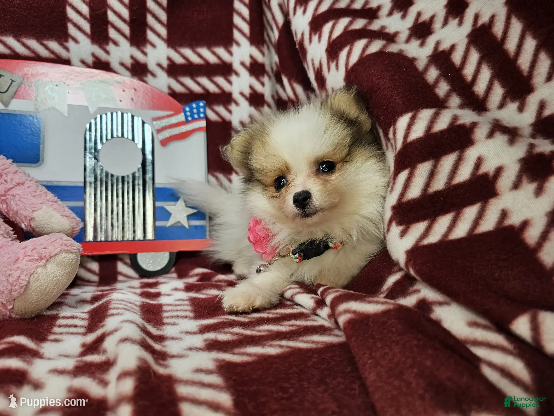 Pomeranian dogs for sale: Farra Faucet (4.5 lbs) - Ad 6