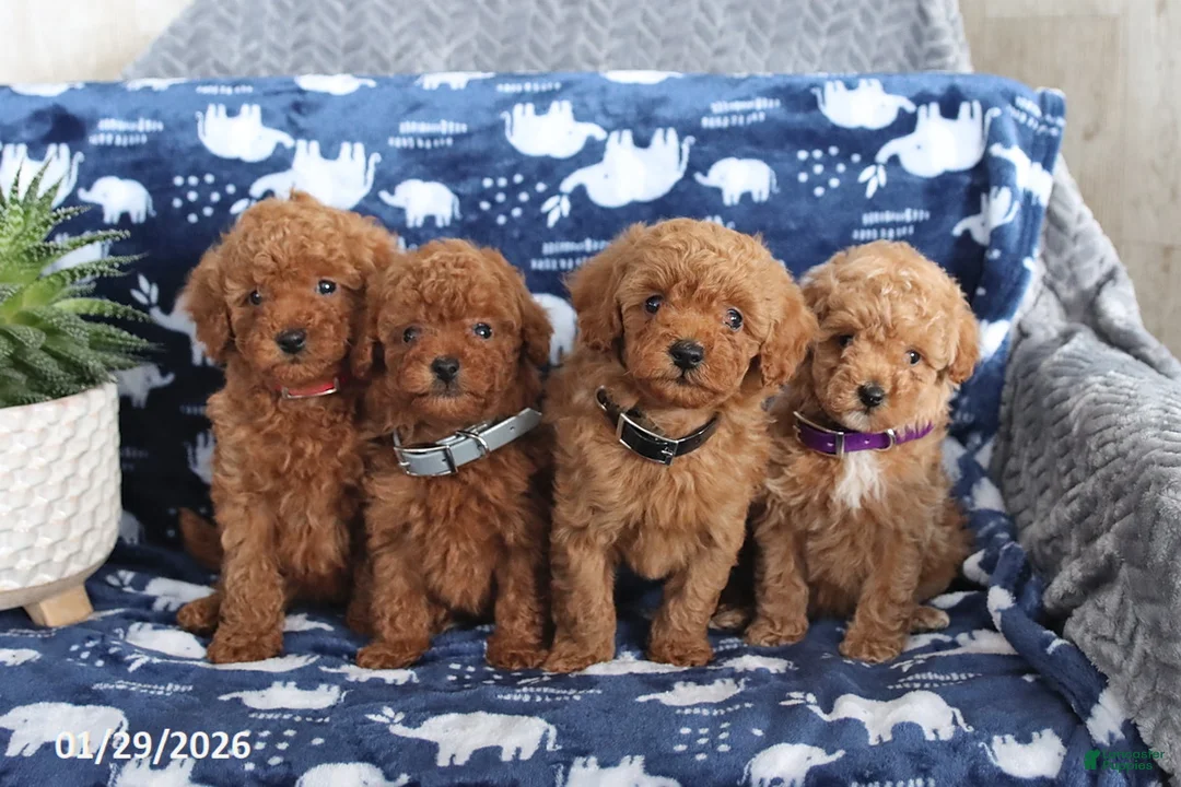 Miniature Poodle dogs for sale: Ondrea - Ad 2