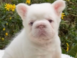 French Bulldog dogs - Ad 11