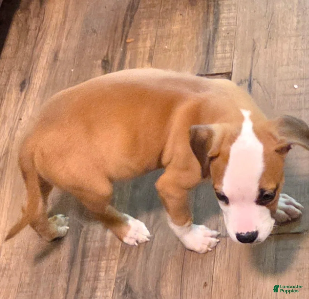 American Pit Bull Terrier dogs for sale: American Pit Bull Terrier Puppy 1 - Ad 1