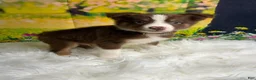 Australian Shepherd dogs for sale: Australian Shepherd Peter - Ad 8