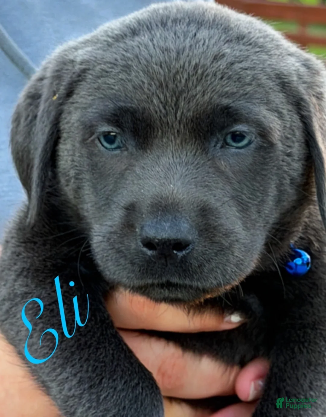 Labrador Retriever dogs for sale: Labrador Retriever 1 - Ad 1