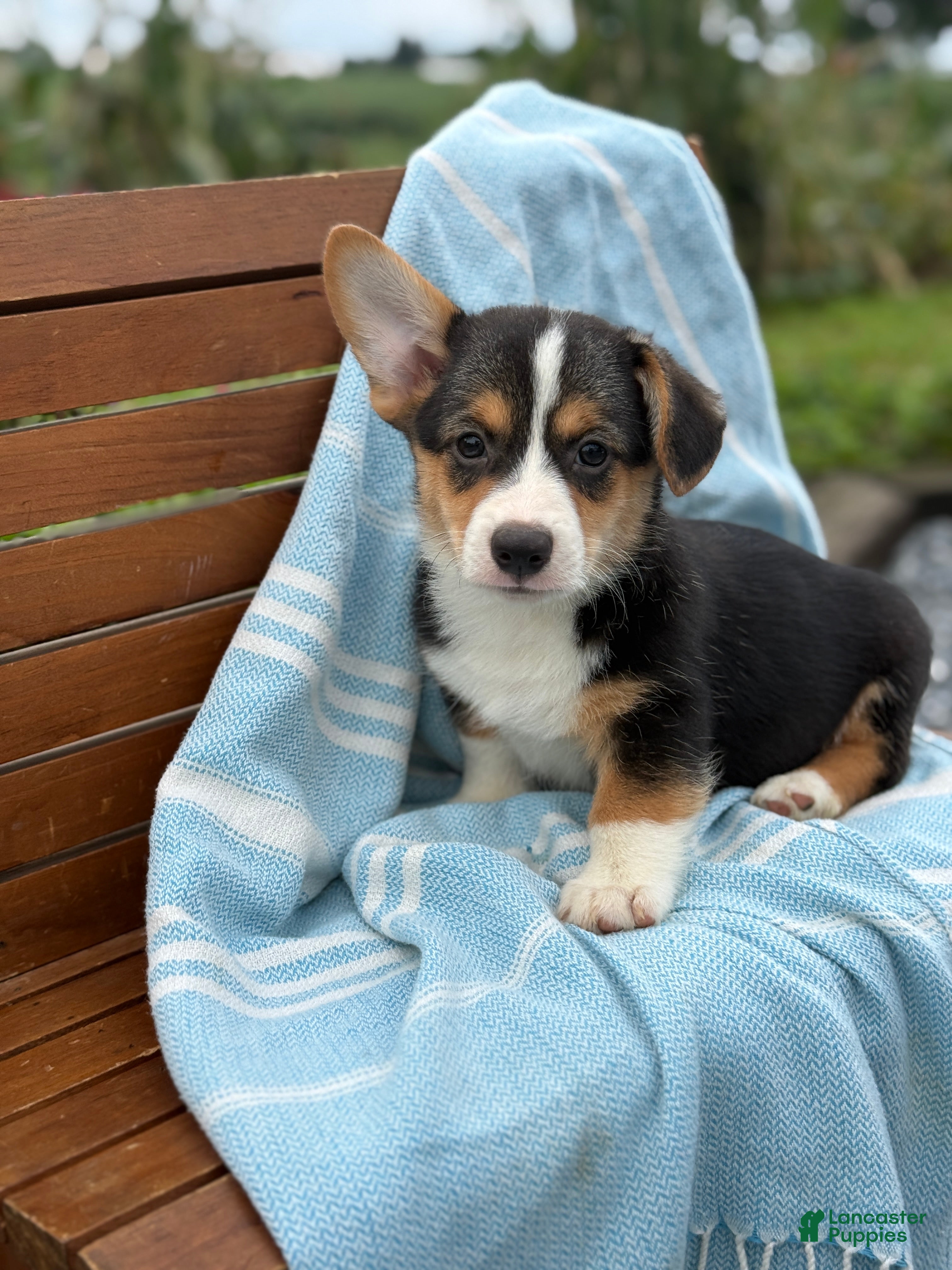 Welsh Corgi Pembroke dogs for sale: Jett - Ad 2