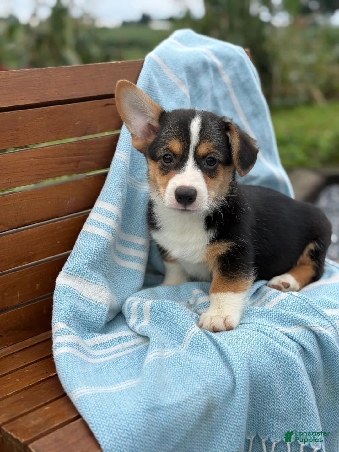 Welsh Corgi Pembroke dogs for sale: Jett - Ad 1