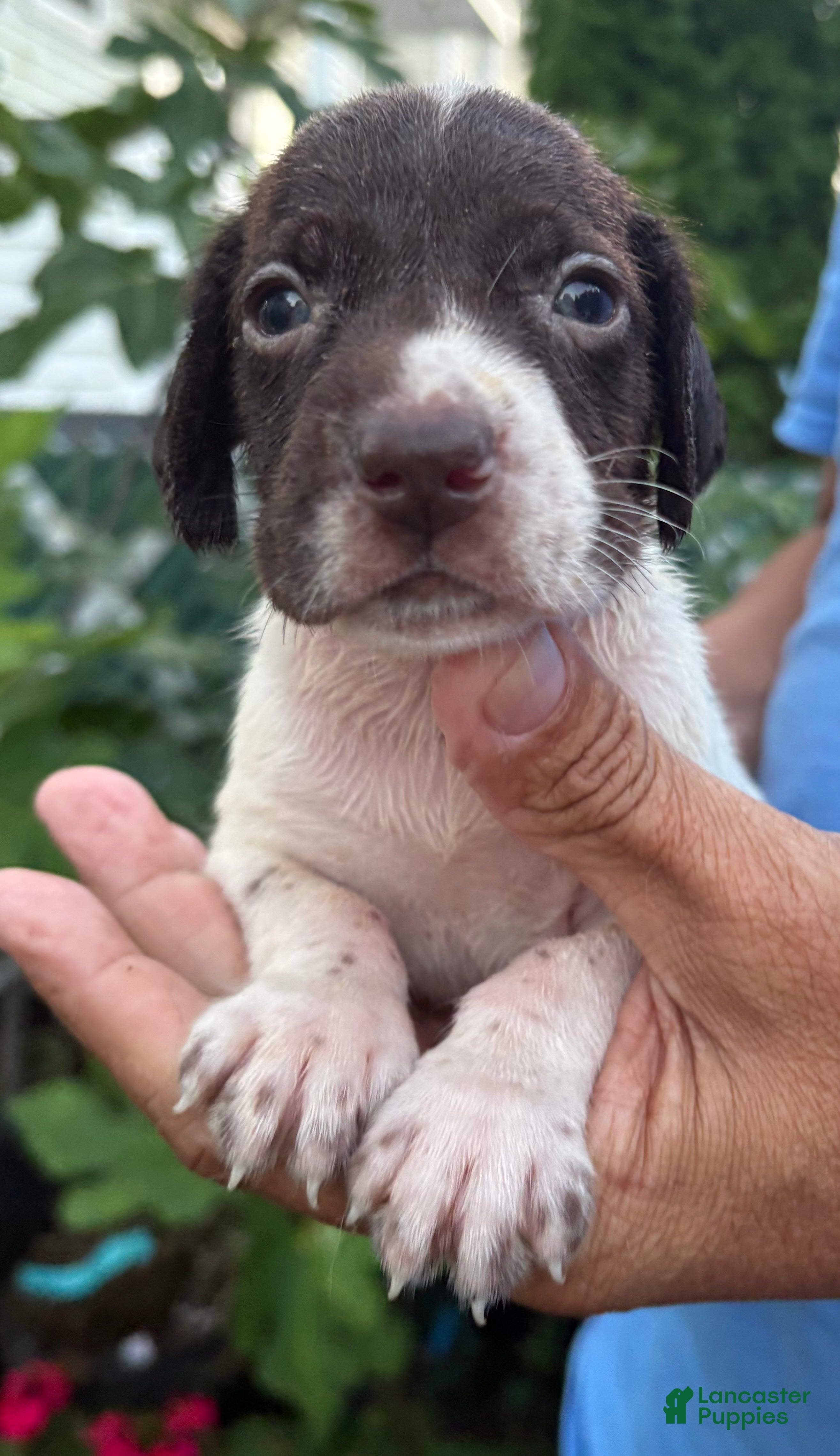 German Shorthaired Pointer dogs German Shorthaired Pointer Female 3 - Ad 2