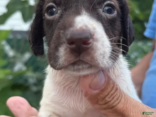 German Shorthaired Pointer dogs for sale: German Shorthaired Pointer Female 3 - Ad 2