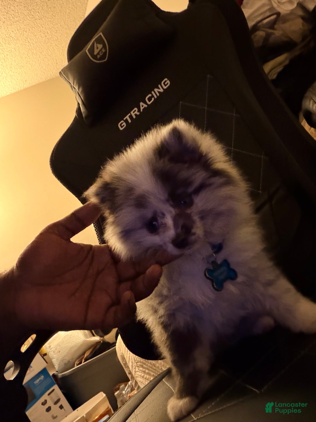 Pomeranian dogs for sale: Thumper (Merle) - Ad 2