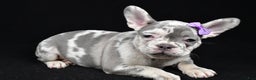French Bulldog dogs for sale: Bailey  - Ad 2