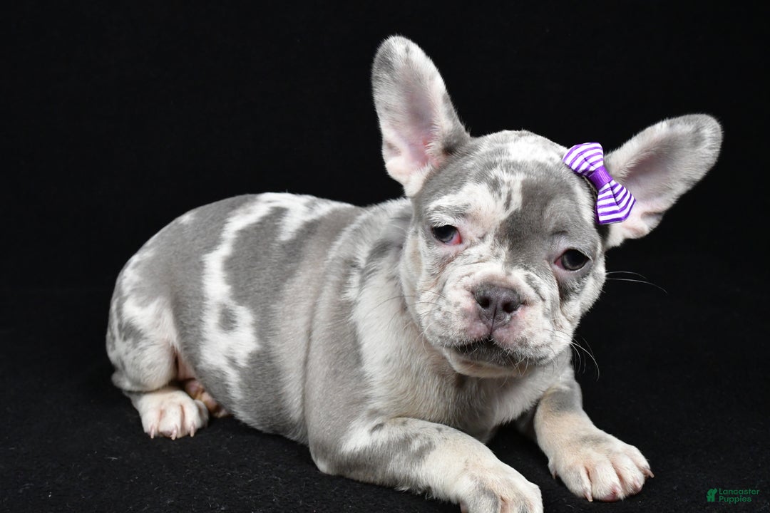 French Bulldog dogs for sale: Bailey  - Ad 2