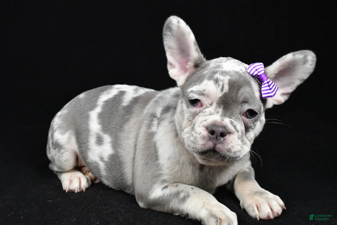 French Bulldog dogs for sale: Bailey  - Ad 2