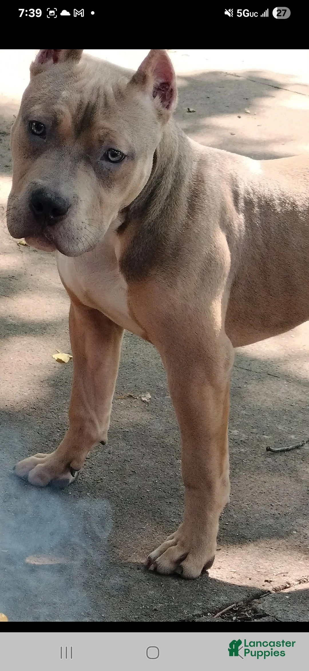 American Bully dogs for sale: American Bully Puppy 2 - Ad 4