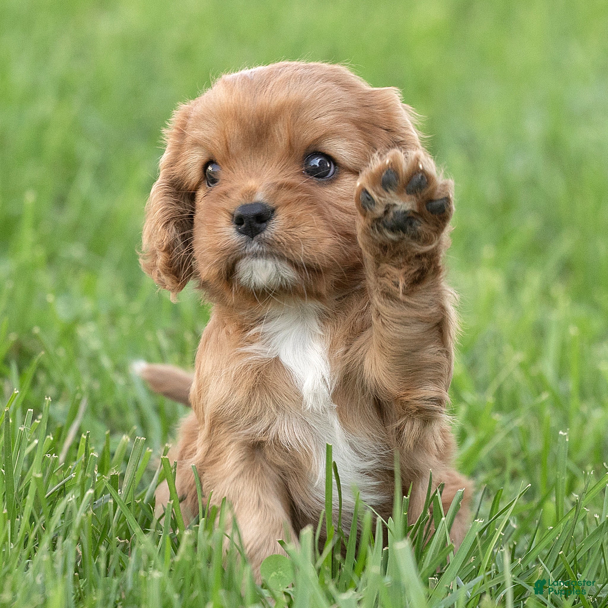 Cavalier King Charles Spaniel dogs Bonnie Cavalier King Charles Spaniel  - Ad 1