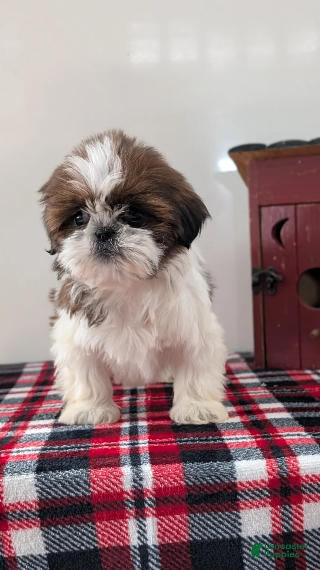 Shih Tzu dogs for sale: Cara - Ad 2
