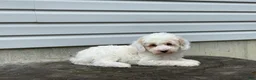 Miniature Poodle dogs for sale: Dakota Miniature Poodle  - Ad 3