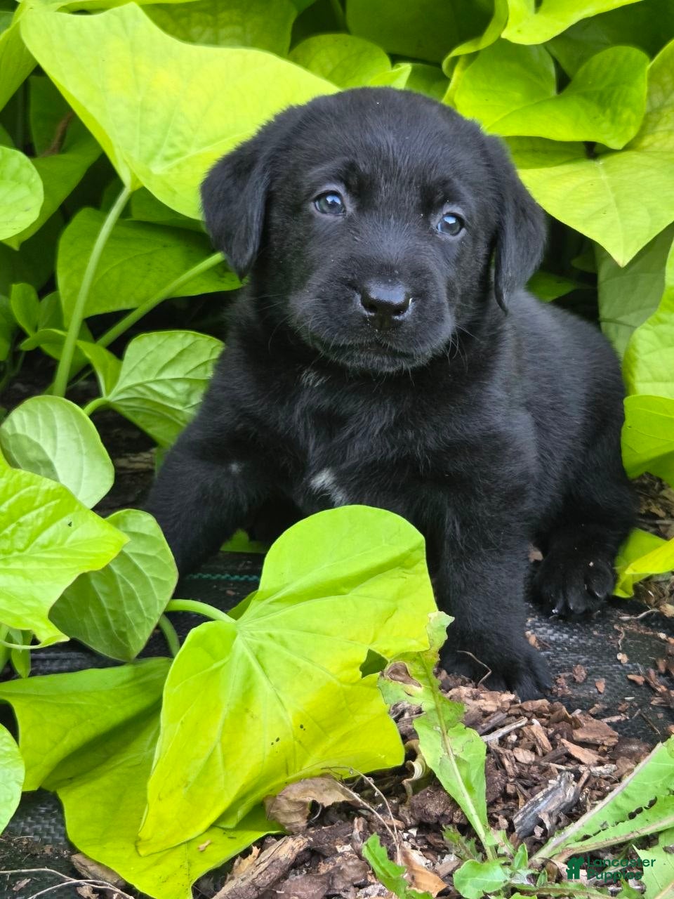 Labrador Retriever dogs  Bella  - Ad 1