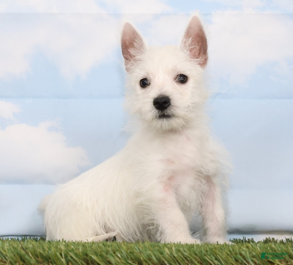 West Highland Terrier dogs Cookie - Ad 1