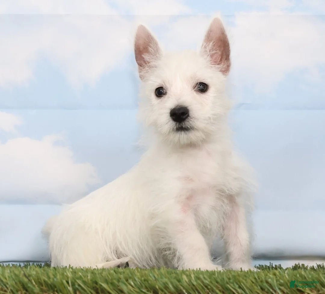 West Highland Terrier dogs for sale: Cookie - Ad 1
