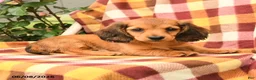 Miniature Dachshund dogs for sale: Wrenn - Ad 3