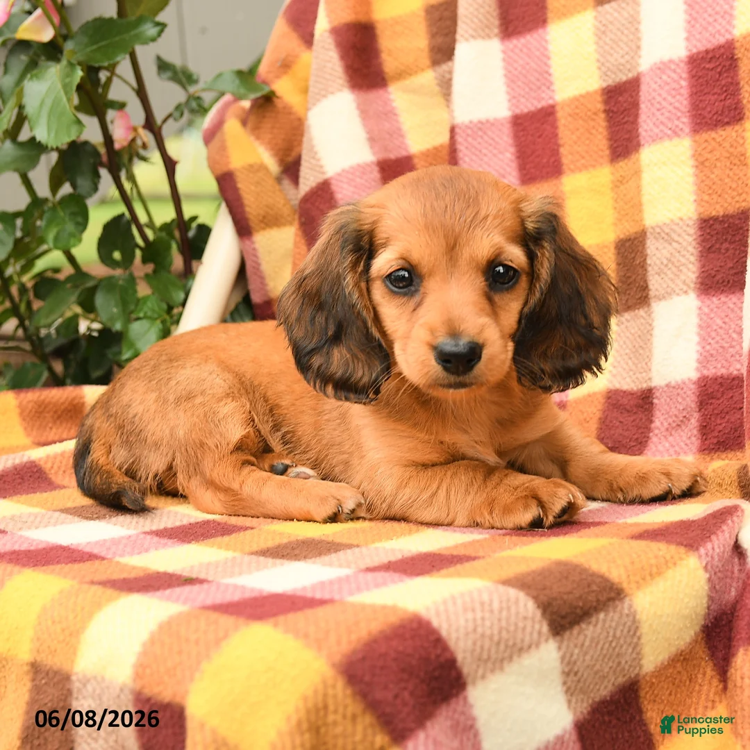 Miniature Dachshund dogs for sale: Wrenn - Ad 3