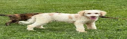 Mini Goldendoodle dogs for sale: Spirit - Ad 5