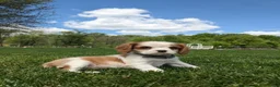 Cavalier King Charles Spaniel dogs for sale: Kimmie  - Ad 1