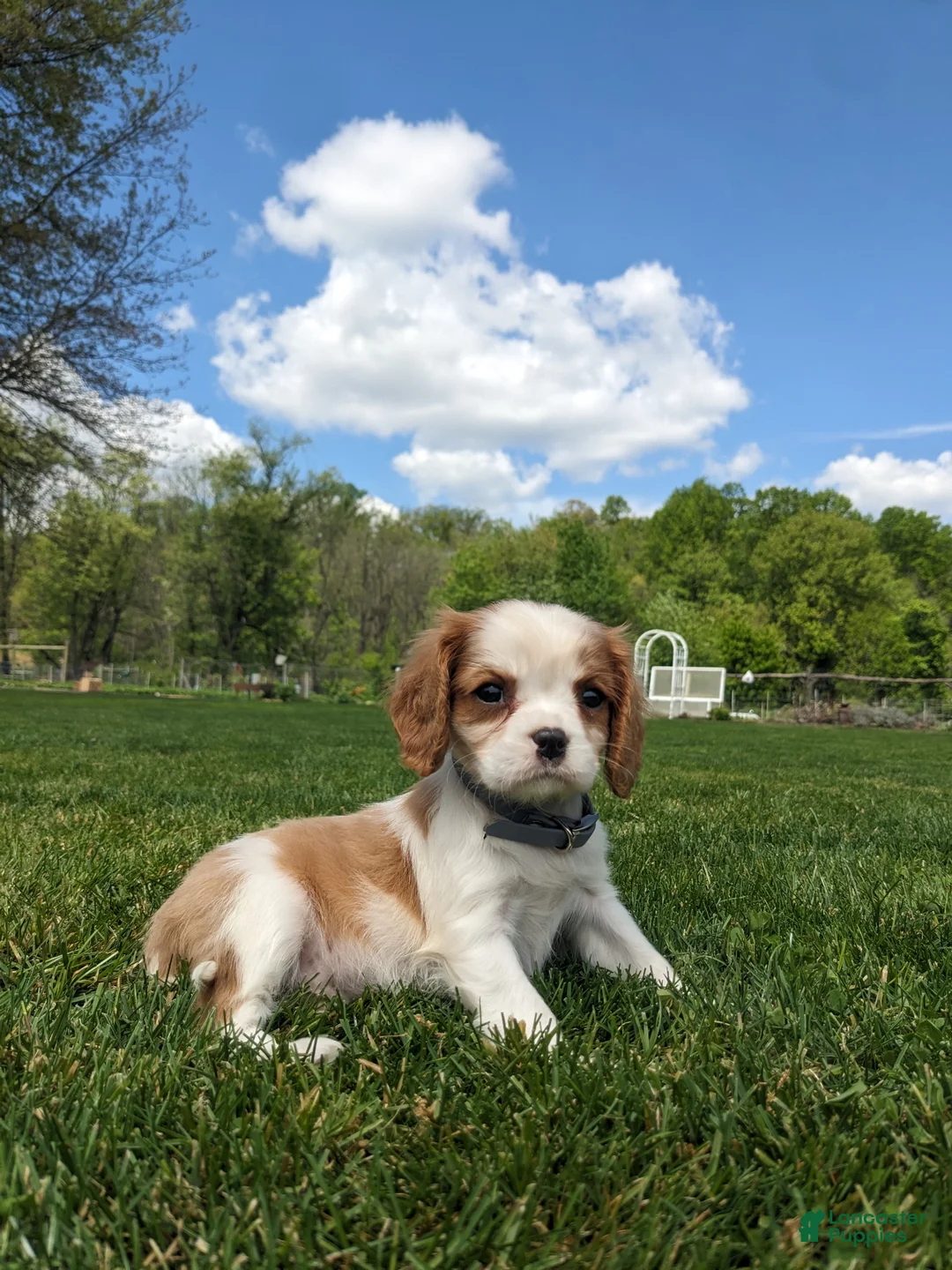 Cavalier King Charles Spaniel dogs for sale: Kimmie  - Ad 1