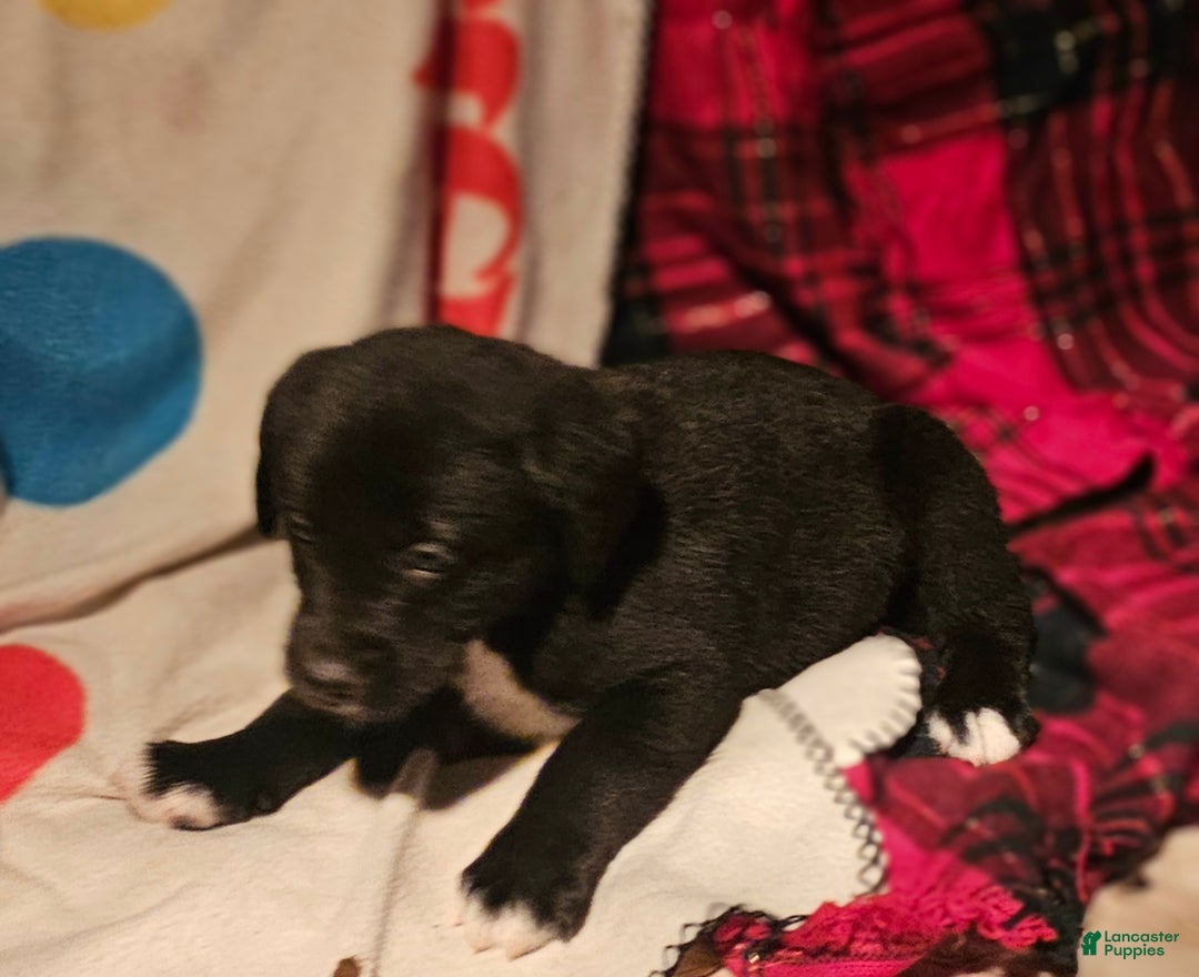 Border Collie dogs for sale: Joker - Ad 4