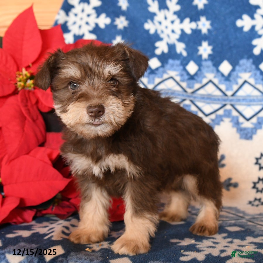 Miniature Schnauzer dogs Ozzie - Ad 31