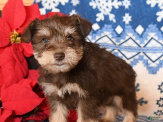 Miniature Schnauzer dogs Ozzie - Ad 28