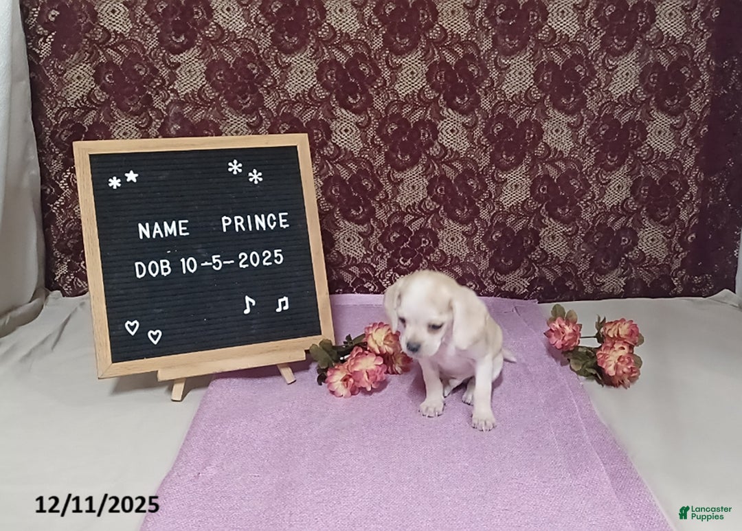 Puggle dogs for sale: Prince - Ad 2