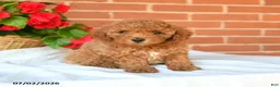 Miniature Poodle dogs for sale: Cooper - Ad 4