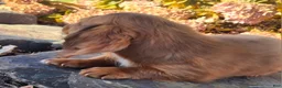 Miniature Dachshund dogs for sale: Rusty  - Ad 8